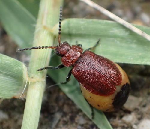 Emarhopa rufa
